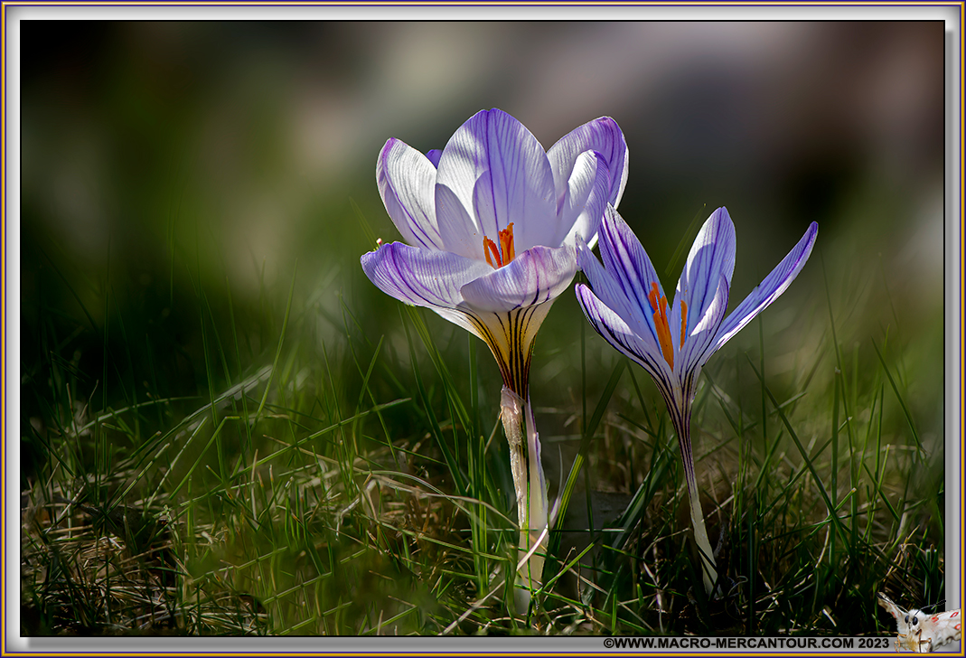 Crocus Versicolor